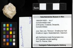 Foto (Objekt + Etiketten) von Goniodromitidae indet. 